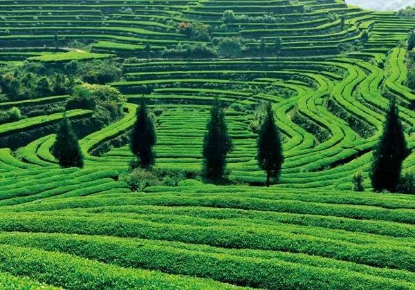 漫谈川茶（下篇） 博大精深的四川茶文化